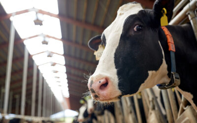 Dairy