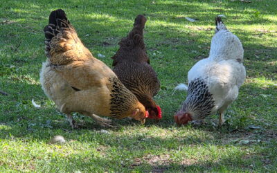 Poultry