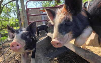 Swine