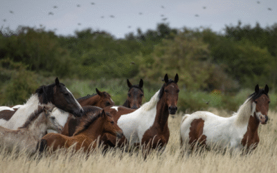 Equine